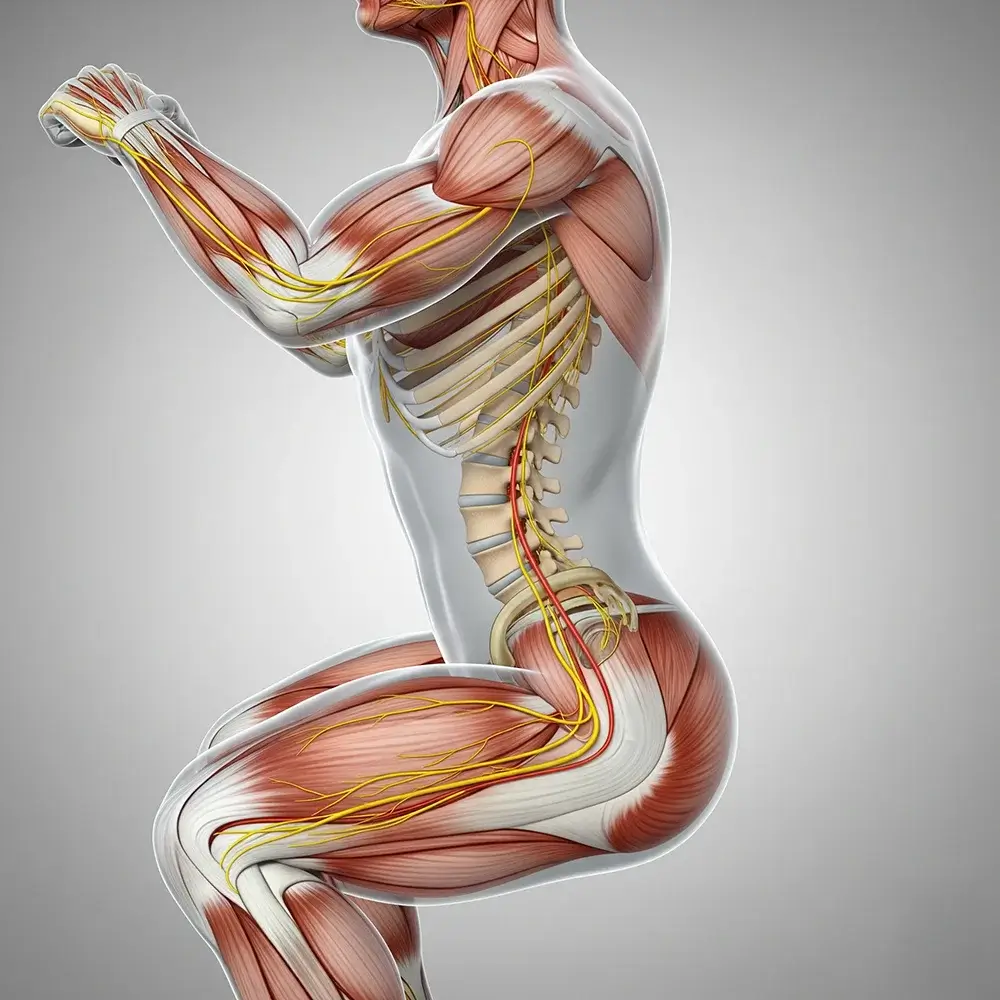 Spinal cord squat movement