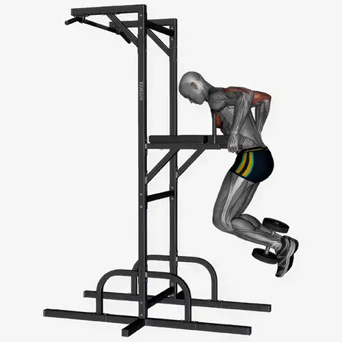 Assisted/Weighted Dips