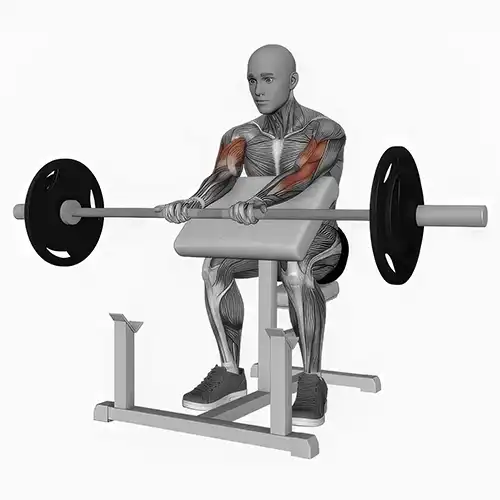 Barbell Preacher Curls