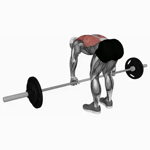 Bent Over Shoulder Grip Barbell Rows