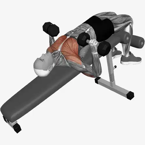 Decline Bench Dumbbell Chest Press
