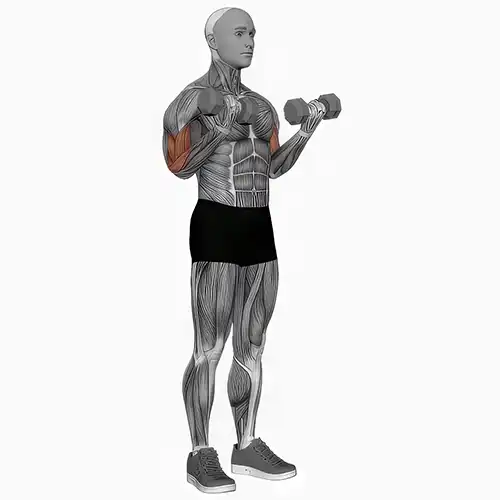 Dumbbell Bicep Curls