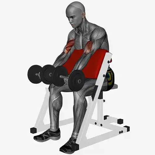 Dumbbell Preacher Curls