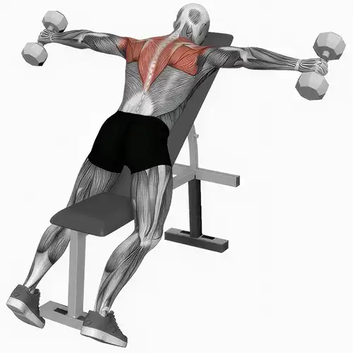 Dumbbell Reverse Fly