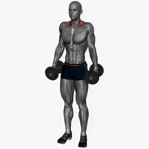 Dumbbell Shrugs