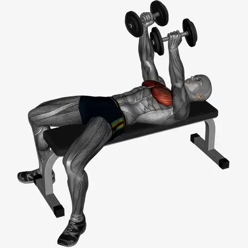 Flat Bench Dumbbell Flys