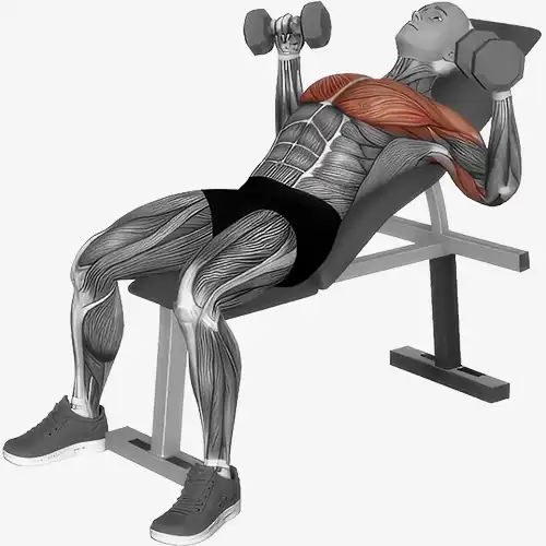 Incline Bench Dumbbell Chest Press