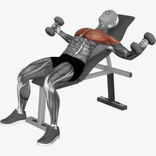 Incline Bench Dumbbell Chest Press