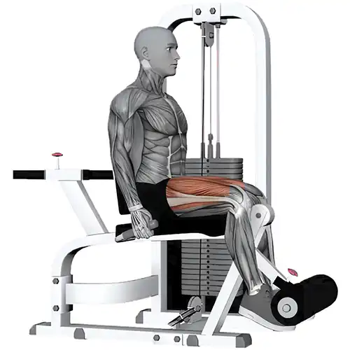 Pin Machine Leg Extension