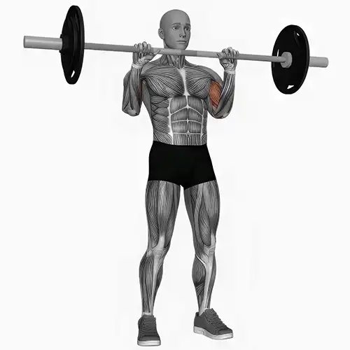 Reverse Barbell Curls