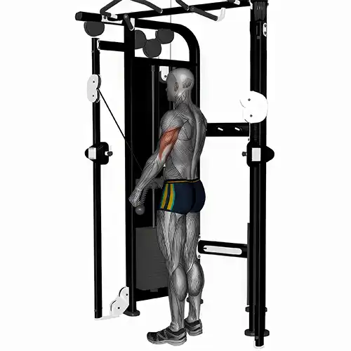 Rope Tricep Kickbacks