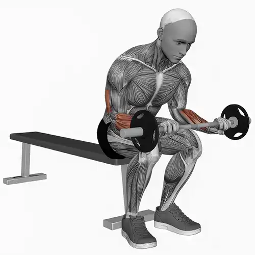 Seated Reverse Wrist Curls