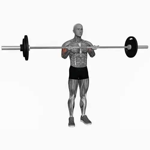 Standing Barbell Bicep Curls