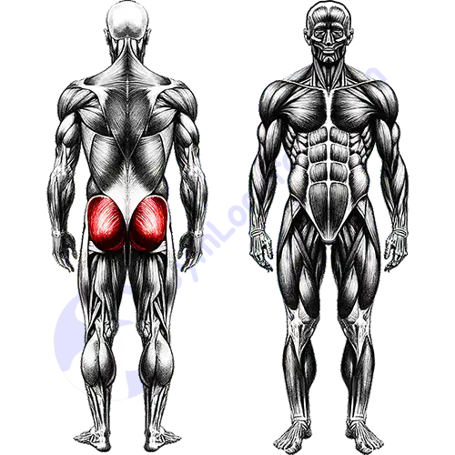 Glutes Leg Muscles
