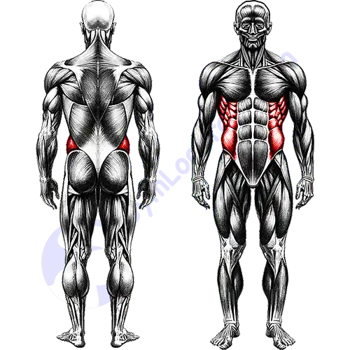 Obliques Core Muscles 
