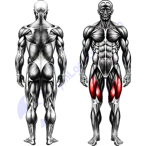 Quad Leg Muscles