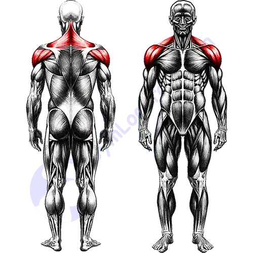 Shoulder Muscles Full