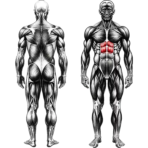 Upper abs Core Muscles 